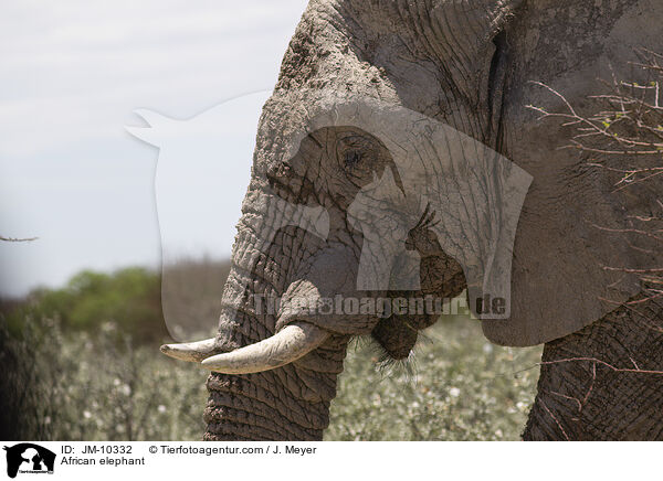 African elephant / JM-10332