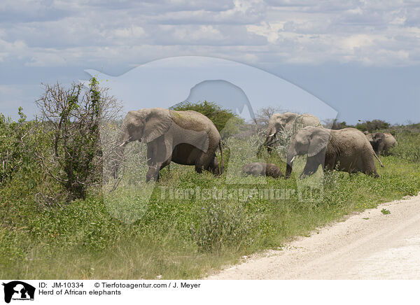 Herd of African elephants / JM-10334