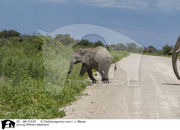 junger Afrikanischer Elefant / young African elephant / JM-10335