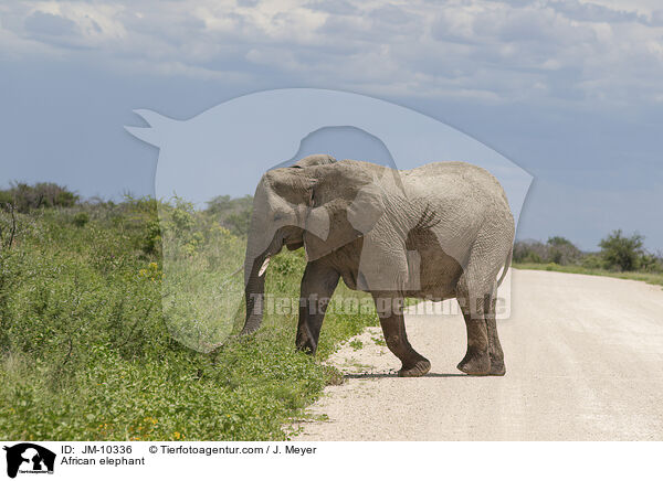 African elephant / JM-10336
