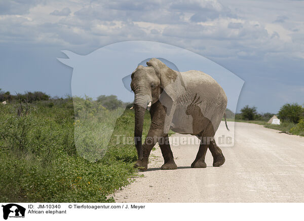 African elephant / JM-10340
