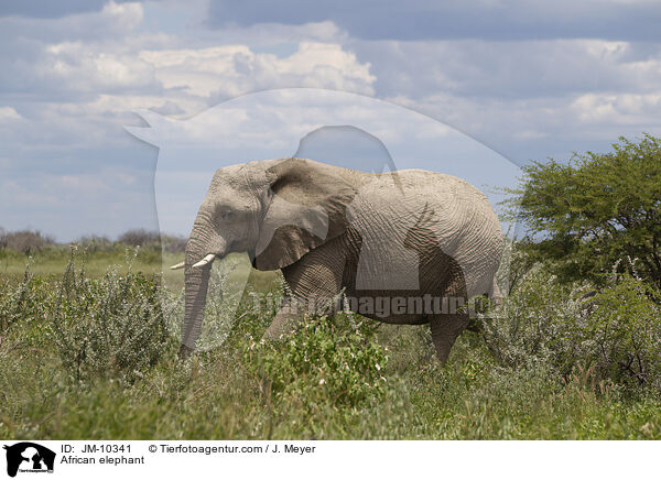 African elephant / JM-10341