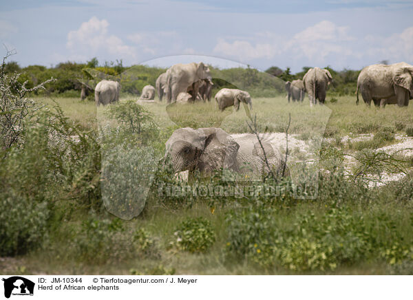 Herd of African elephants / JM-10344