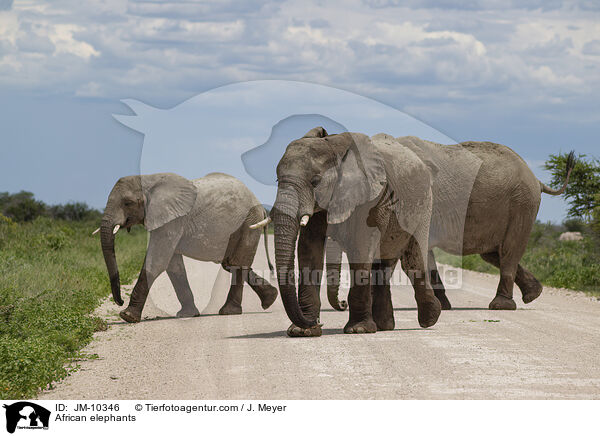 African elephants / JM-10346
