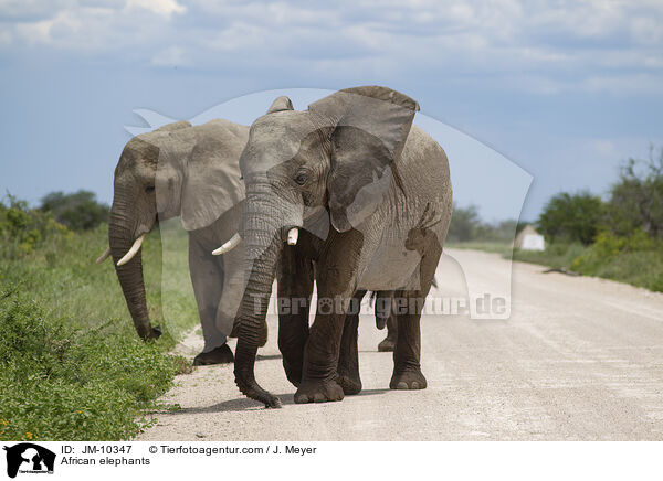 African elephants / JM-10347