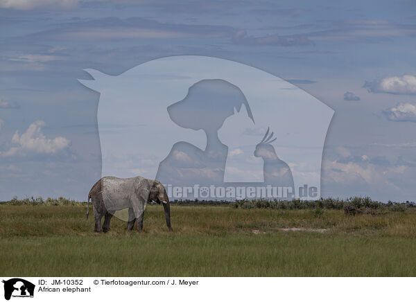 African elephant / JM-10352