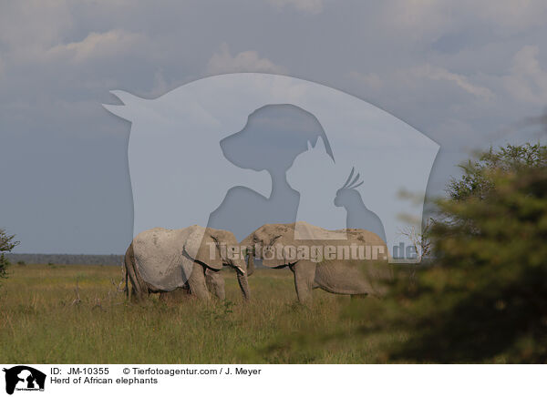 Elefantenherde / Herd of African elephants / JM-10355