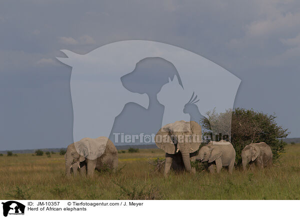 Herd of African elephants / JM-10357