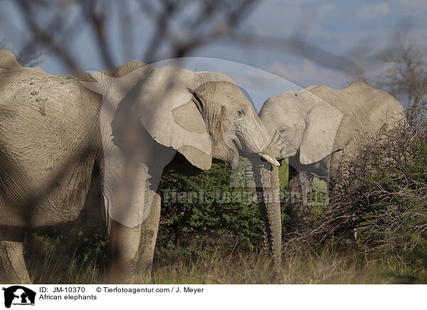 Afrikanische Elefanten / African elephants / JM-10370