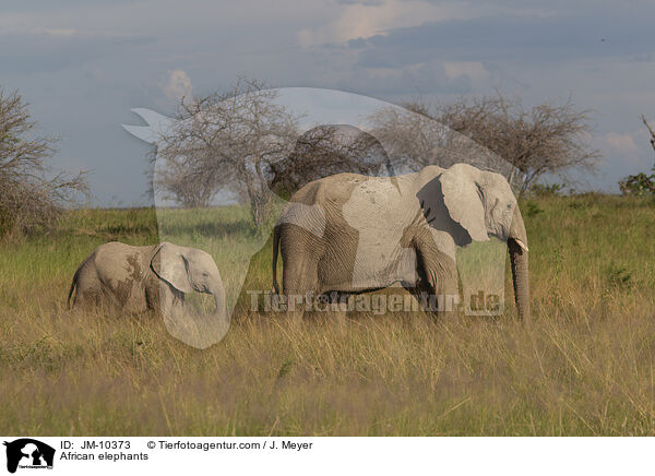 Afrikanische Elefanten / African elephants / JM-10373