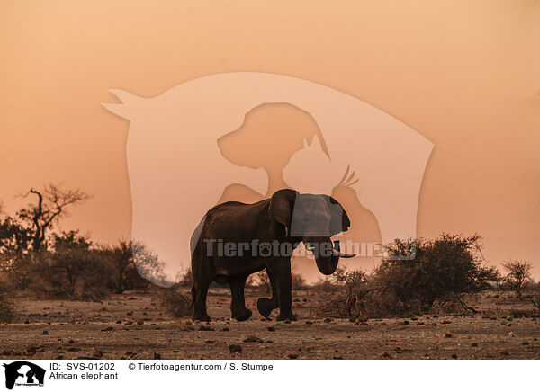 Afrikanischer Elefant / African elephant / SVS-01202