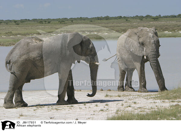 African elephants / JM-17931