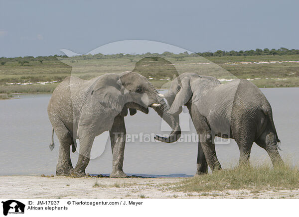 African elephants / JM-17937