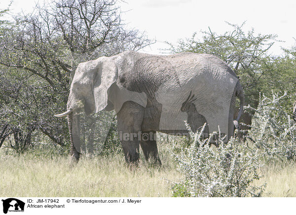 Afrikanischer Elefant / African elephant / JM-17942