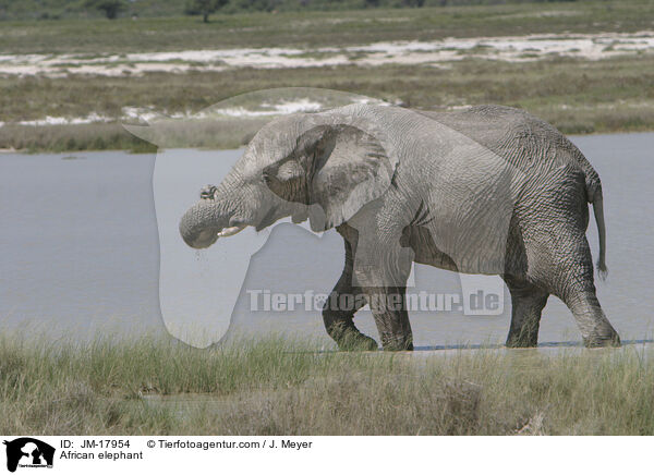 African elephant / JM-17954