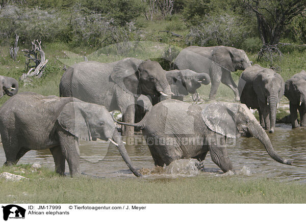 African elephants / JM-17999
