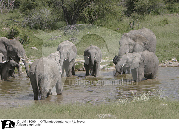 African elephants / JM-18000