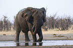 african elephant