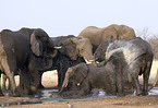 african elephant