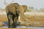 African Elephant