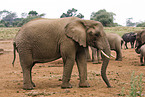 African elephants