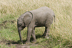 African elephant baby