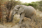 african elephant