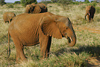 african elephants