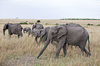 African elephants