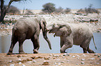 elephants