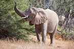 African elephant