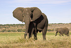 African elephants