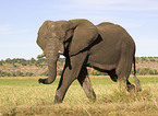 African elephant