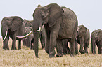 African elephants