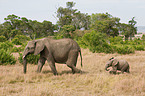 african elephants