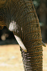 African elephant trunk