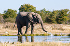 African elephant