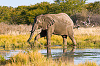 African elephant