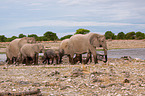 African elephants