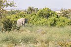 African elephant