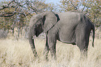 African elephant