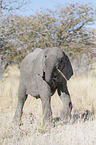 African elephant