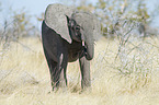 African elephant