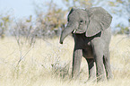 African elephant