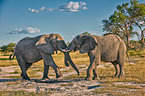 African elephants