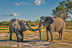 African elephants