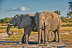 African elephants