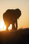 African Elephant