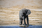 African Elephant