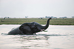 African Elephant